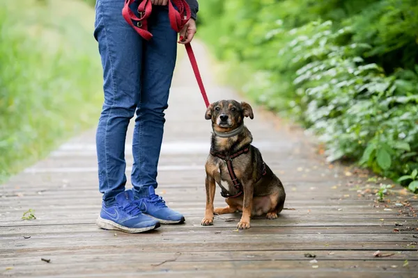 Pies do adopcji, Sosnowiec, 28 września 2025 (4/5)