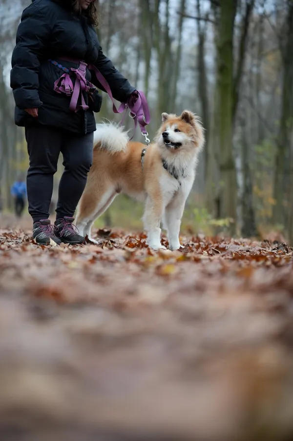 Pies do adopcji, Sosnowiec, 8 października 2025 (1/5)