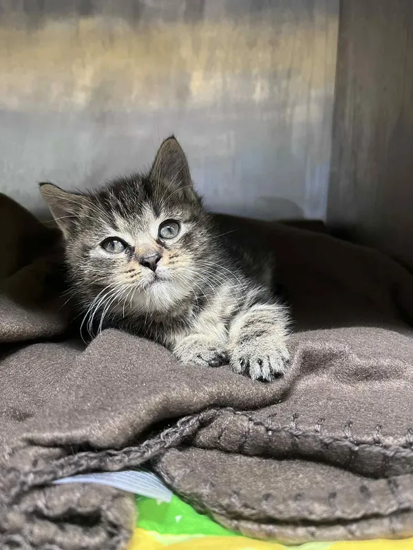 Kot do adopcji, Włocławek, 18 listopada 2025 (1/2)