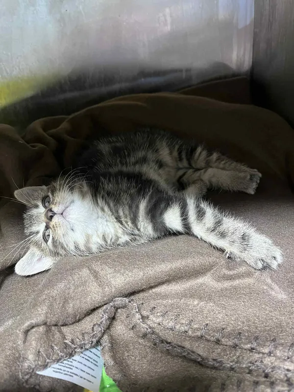 Kot do adopcji, Włocławek, 18 listopada 2025 (2/2)