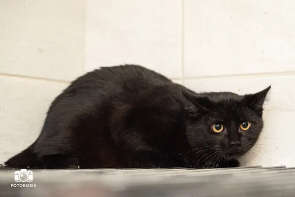 Kot do adopcji, Sosnowiec, 21 października 2025 (1/5)