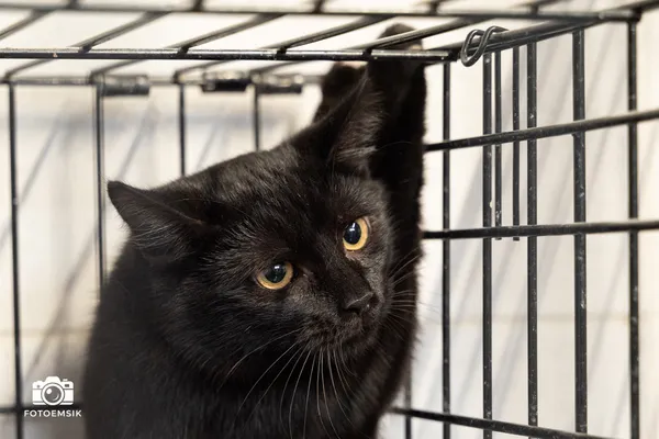 Kot do adopcji, Sosnowiec, 21 października 2025 (2/5)