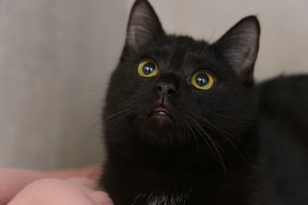 Kot do adopcji, Sosnowiec, 21 października 2025 (3/5)