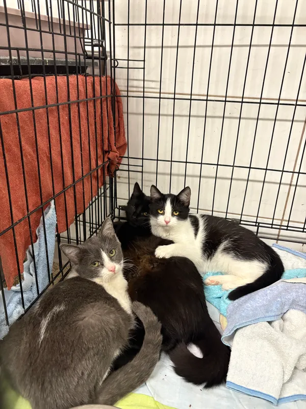 Kot do adopcji, Sosnowiec, 21 października 2025 (2/2)