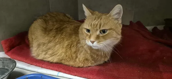 Kot do adopcji, Sosnowiec, 3 listopada 2025 (1/2)