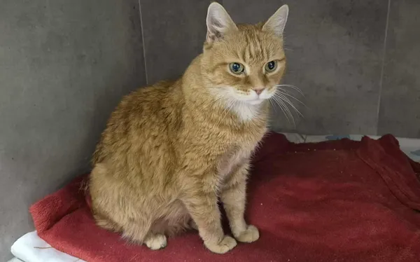 Kot do adopcji, Sosnowiec, 3 listopada 2025 (2/2)