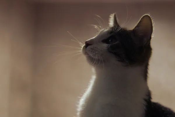 Kot do adopcji, Sosnowiec, 22 września 2025 (3/3)