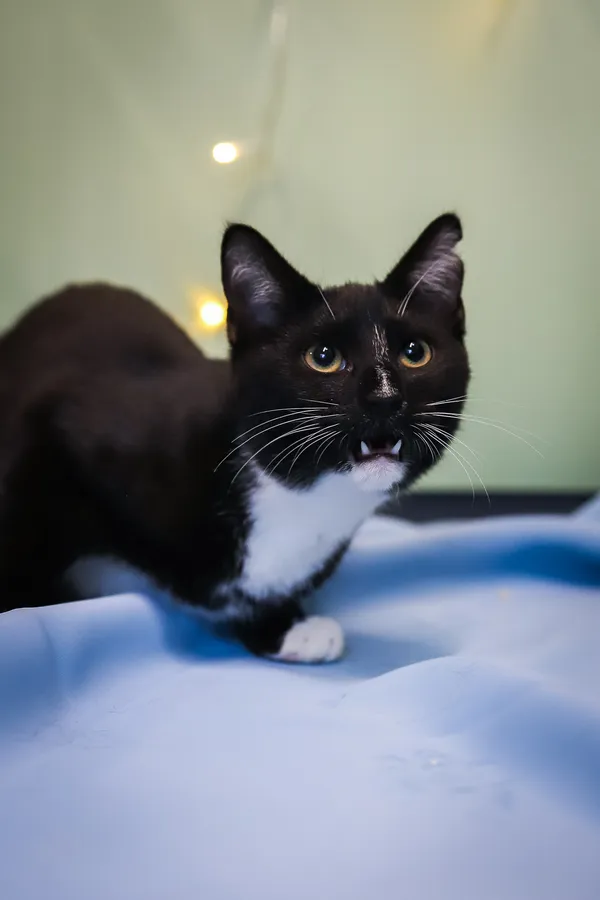 Kot do adopcji, Sosnowiec, 10 października 2025 (5/5)