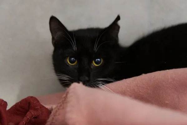 Kot do adopcji, Sosnowiec, 10 października 2025 (2/2)