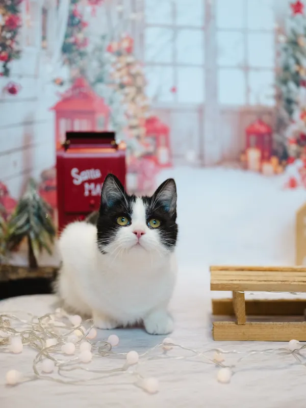 Kot do adopcji, Sosnowiec, 21 października 2025 (5/5)