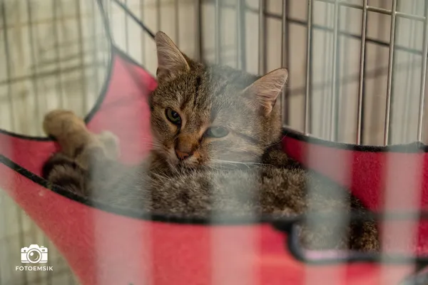 Kot do adopcji, Sosnowiec, 30 września 2025 (2/4)