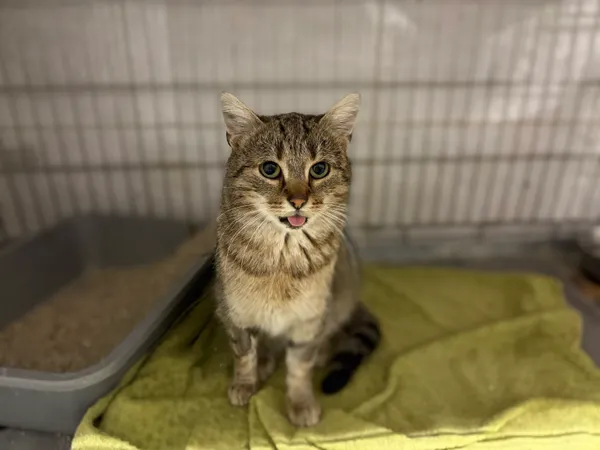 Kot do adopcji, Sosnowiec, 30 września 2025 (1/5)