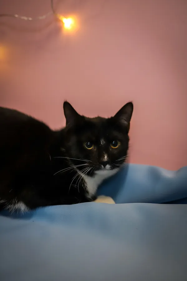 Kot do adopcji, Sosnowiec, 10 października 2025 (4/5)