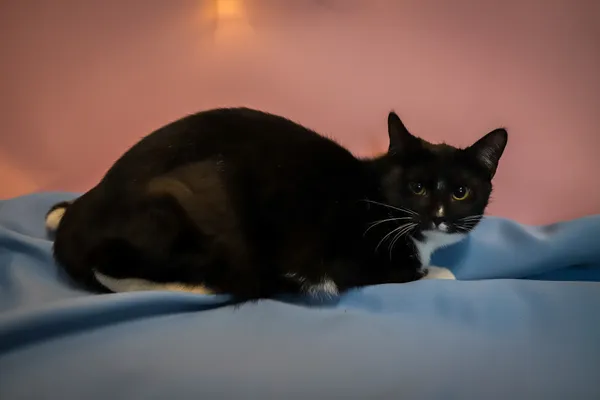 Kot do adopcji, Sosnowiec, 10 października 2025 (5/5)