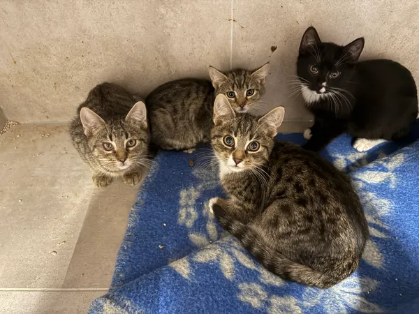 Kot do adopcji, Sosnowiec, 5 października 2025 (2/3)