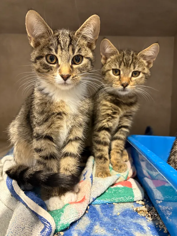 Kot do adopcji, Sosnowiec, 5 października 2025 (3/4)