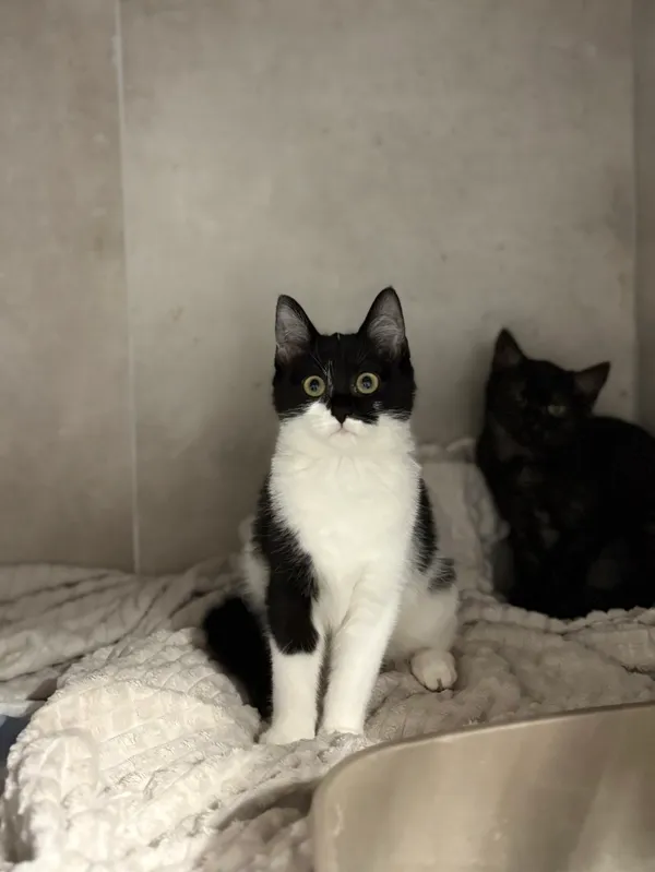 Kot do adopcji, Sosnowiec, 21 października 2025 (3/3)