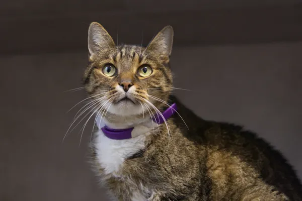 Kot do adopcji, Sosnowiec, 12 października 2025 (3/3)