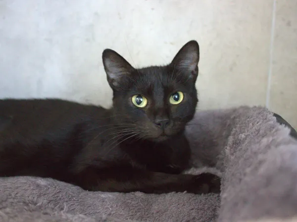 Kot do adopcji, Sosnowiec, 22 września 2025 (1/5)