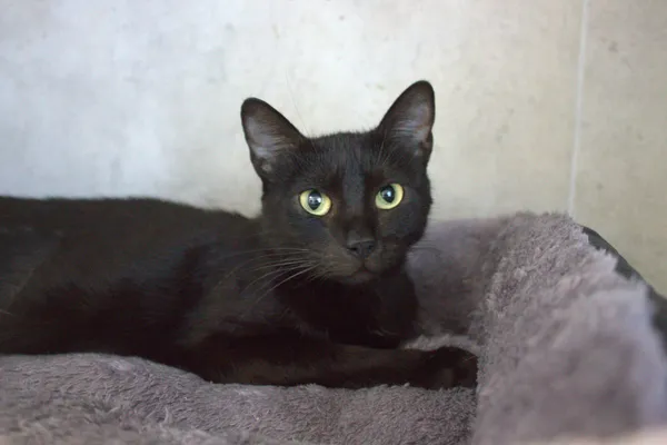 Kot do adopcji, Sosnowiec, 22 września 2025 (2/5)