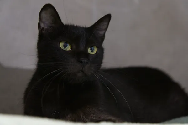 Kot do adopcji, Sosnowiec, 22 września 2025 (4/5)