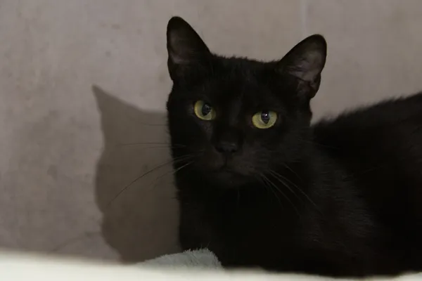 Kot do adopcji, Sosnowiec, 22 września 2025 (5/5)