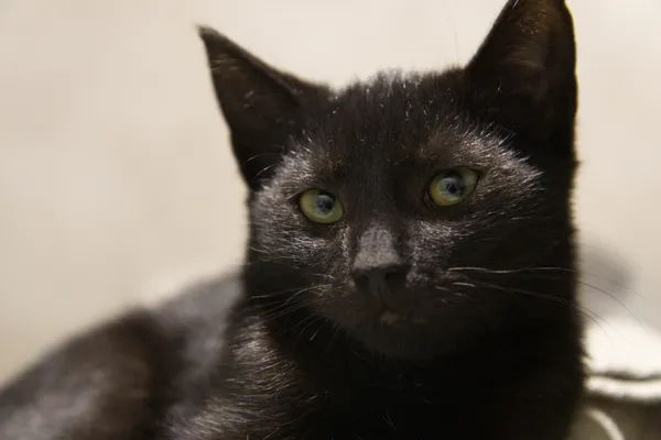 Kot do adopcji, Sosnowiec, 9 września 2025 (1/2)