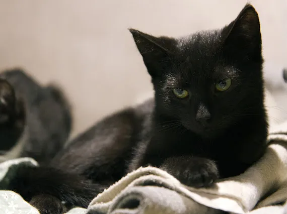 Kot do adopcji, Sosnowiec, 9 września 2025 (2/2)