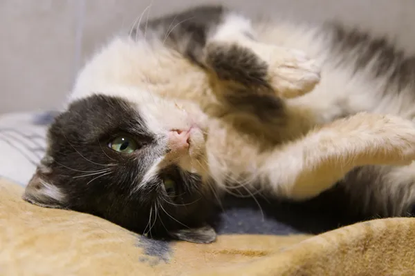 Kot do adopcji, Sosnowiec, 29 września 2025 (2/5)