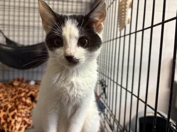 Kot do adopcji, Sosnowiec, 24 września 2025 (1/5)