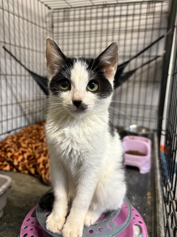 Kot do adopcji, Sosnowiec, 24 września 2025 (2/5)