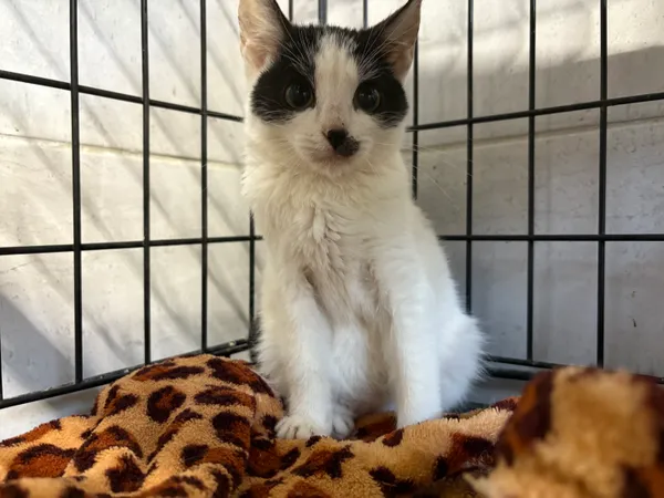 Kot do adopcji, Sosnowiec, 24 września 2025 (3/5)