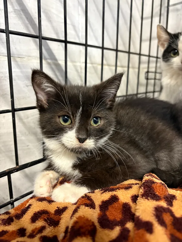 Kot do adopcji, Sosnowiec, 24 września 2025 (1/5)