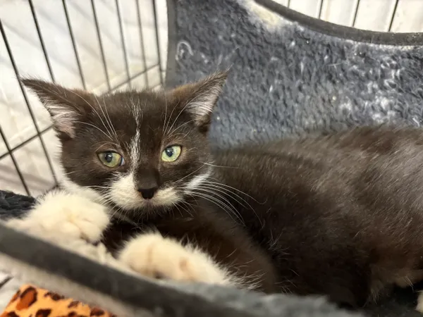 Kot do adopcji, Sosnowiec, 24 września 2025 (3/5)