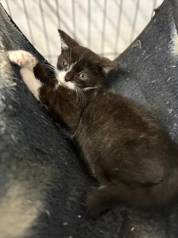 Kot do adopcji, Sosnowiec, 24 września 2025 (4/5)