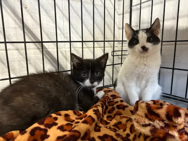 Kot do adopcji, Sosnowiec, 24 września 2025 (5/5)