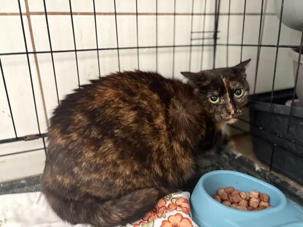 Kot do adopcji, Sosnowiec, 29 października 2025 (1/2)