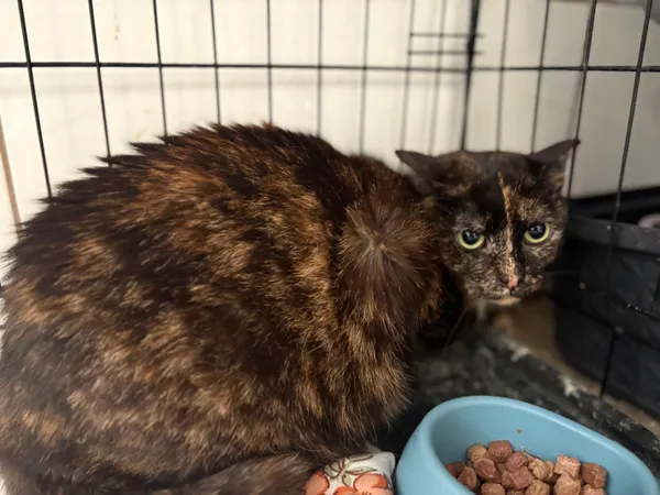 Kot do adopcji, Sosnowiec, 29 października 2025 (2/2)