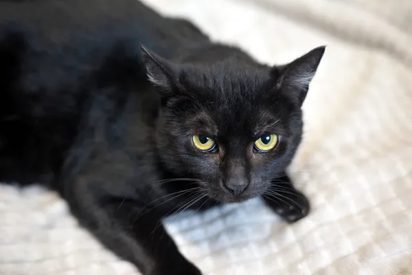 Kot do adopcji, Sosnowiec, 21 października 2025 (2/4)