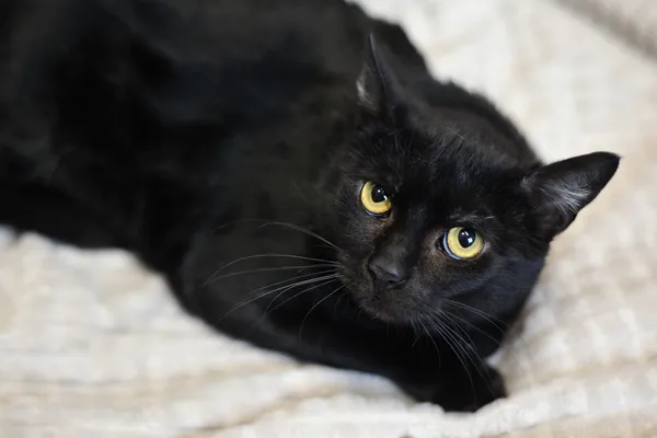 Kot do adopcji, Sosnowiec, 21 października 2025 (3/4)