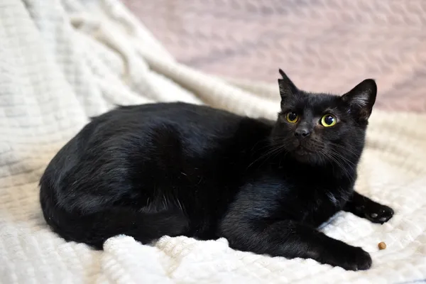 Kot do adopcji, Sosnowiec, 21 października 2025 (4/4)