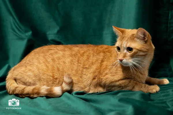 Kot do adopcji, Sosnowiec, 29 października 2025 (1/5)