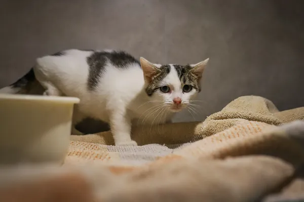 Kot do adopcji, Sosnowiec, 22 września 2025 (2/5)