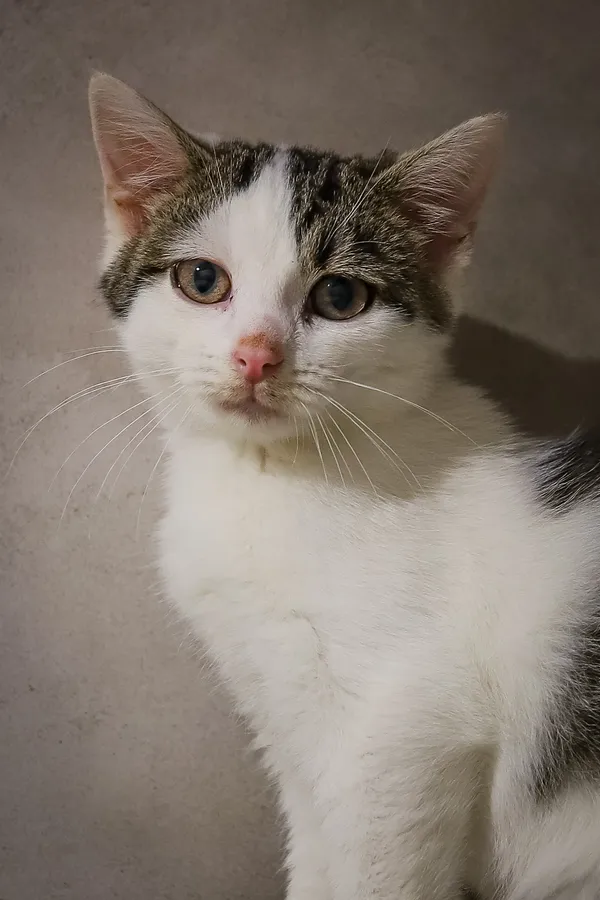 Kot do adopcji, Sosnowiec, 22 września 2025 (3/5)