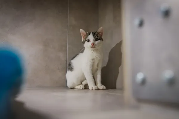 Kot do adopcji, Sosnowiec, 22 września 2025 (4/5)