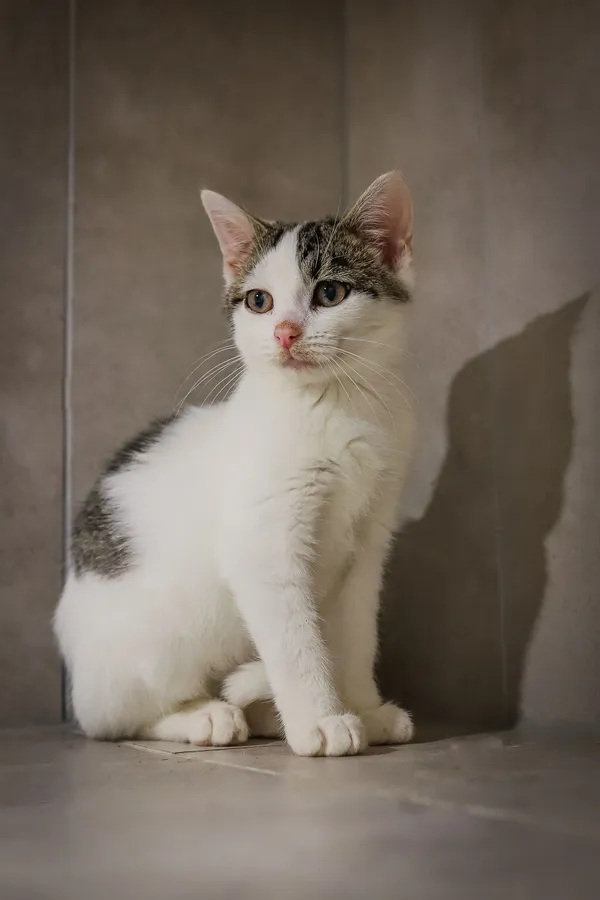 Kot do adopcji, Sosnowiec, 22 września 2025 (5/5)