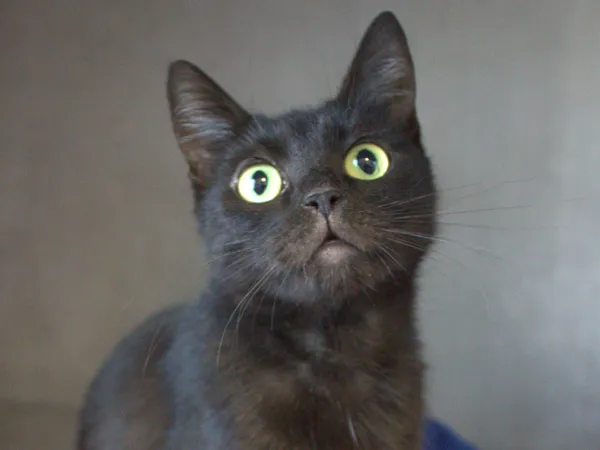 Kot do adopcji, Sosnowiec, 6 października 2025 (1/3)