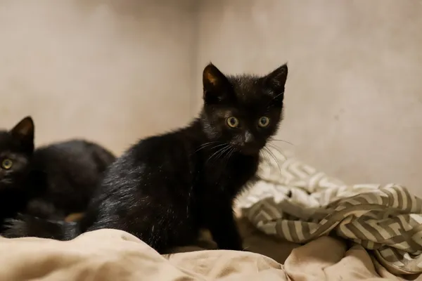 Kot do adopcji, Sosnowiec, 22 września 2025 (3/5)