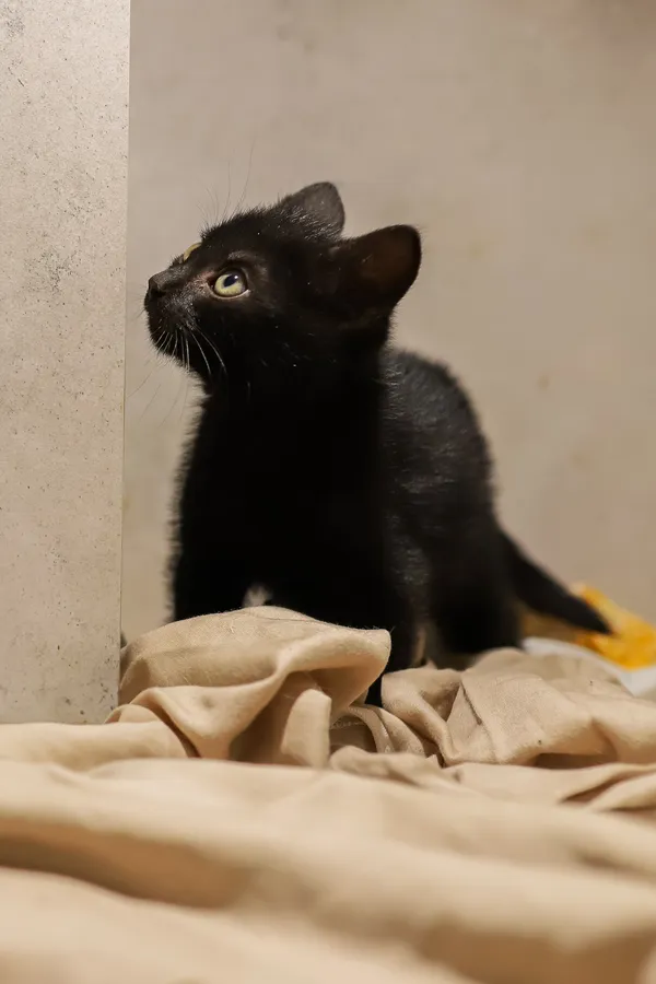 Kot do adopcji, Sosnowiec, 22 września 2025 (5/5)