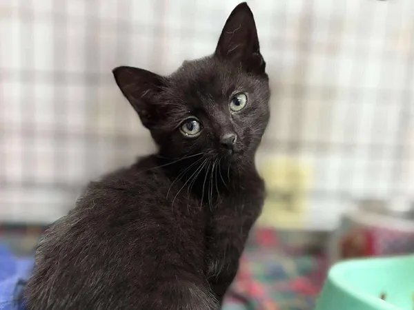 Kot do adopcji, Sosnowiec, 19 września 2025